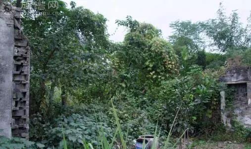 书香世家的沈氏家族对文化的贡献很大